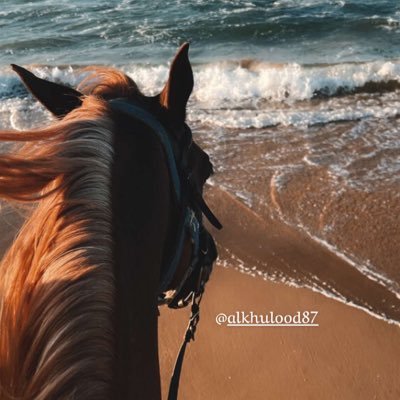 alkhulood87's profile picture. 