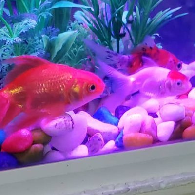 aqua_fifi's profile picture. Exploring!