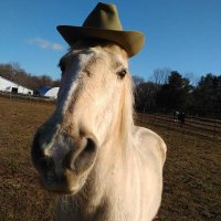 horse with hat(@5sosashorses) 's Twitter Profileg