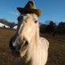 horse with hat (@5sosashorses) Twitter profile photo