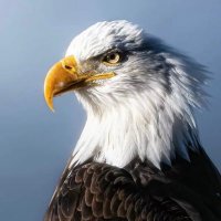 Oghab(🦅)(@Tamcat1349) 's Twitter Profile Photo