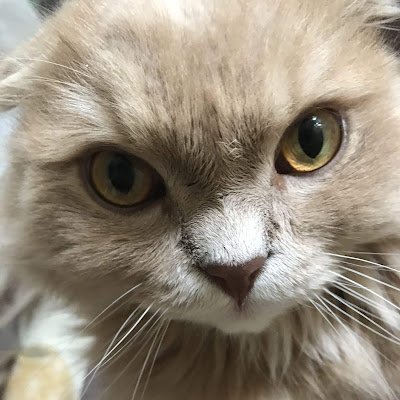 maromu11's profile picture. 初めて入った政党は日本保守党 🇯🇵
党員番号：112*** 

有用な発信をされている方、美しい日本を護りたい方を
フォローさせていただいています。 
無言フォローご容赦ください。 

できれば選挙では保守系野党はまとまって欲しい！
(=^・^=)

DMは無視！
