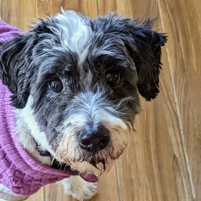 suefranckel's profile picture. Gathering STEAM and SPEED to DEFEND DEMOCRACY . Fierce supporter of PPHD