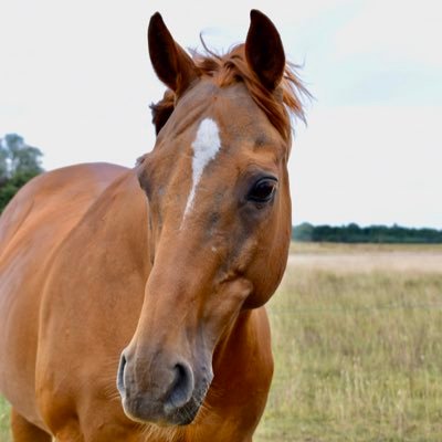 work for the BHA and previously Travelling Head Girl for Oliver Sherwood for 15 years.