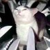 smugcat (@smugcat9) Twitter profile photo smugcat (@smugcat9) Twitter profile photo