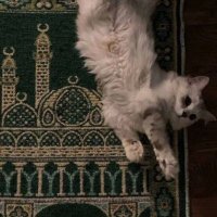 فاطمة ♡ (@_fruv) 's Twitter Profile