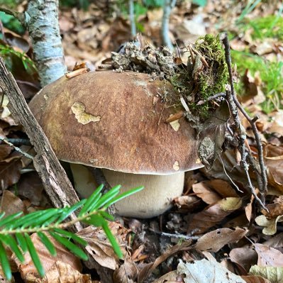 Junior researcher at the University of Neuchâtel - fungi enthusiast