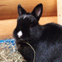 The Tranquil Rabbit Sanctuary. (@trabbitsan) 's Twitter Profile Photo The Tranquil Rabbit Sanctuary. (@trabbitsan) 's Twitter Profile Photo
