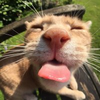 amy (@amythebobba) 's Twitter Profile