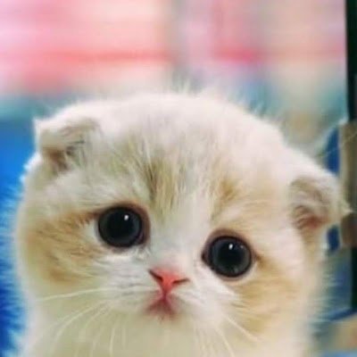 candyca84620861's profile picture. 