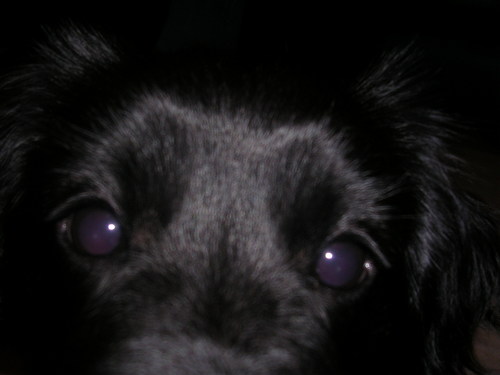 Isisles5's profile picture. I'm just myself...🐯💜🔎