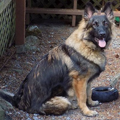 German Shepherd and Belgian Malinois MOM.  Conservative gun owner. Long range and Cowboy action shooter.