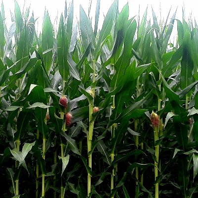 Justadumbfarmer's profile picture. 🌽🌱Farmer🌱🌽