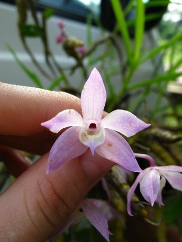 @orchiddelirium