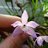 Amy Hinsley (@orchiddelirium) 's Twitter Profile