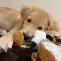 ムム 2022/2/15🐶日常🌈 (@xtcb7589t0yzuo2) 's Twitter Profile