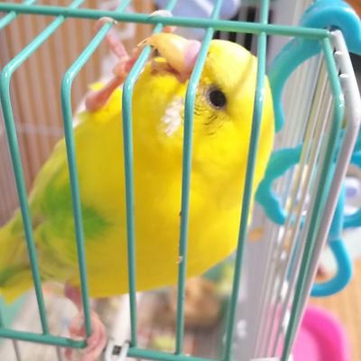 懸賞応募、化粧品・食品モニターした物投稿しています！
セキセインコのひなちゃん＆ジャンガリアンハムスターのちび太ちゃんも時々出てきます！