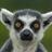 Lemurovitch's profile image