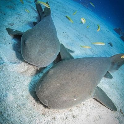Daily (?) Sea Creature posts!! | Certified nurse shark lover๐๐ ๐ฆ๐ฆ๐
