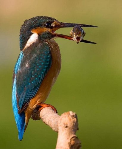 azevedo_anaa's profile picture. Eu era céptica quanto a trabalho a partir de casa, mas de facto isto é fantástico, é quase como re - inventar os websites!!! lolol
Sigam!! ;-) 
Tweet