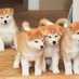 忠犬ハチ (@wataken39) Twitter profile photo 忠犬ハチ (@wataken39) Twitter profile photo