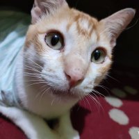 syahbrouw | yourneeds15 (@kevokamyu) 's Twitter Profile
