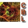 Cancer Biophysics Lab (@cancer_bio_lab) 's Twitter Profile