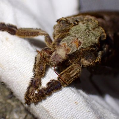 いそじんさんのプロフィール画像