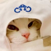 可乐猫 (@kelezhang511) 's Twitter Profile