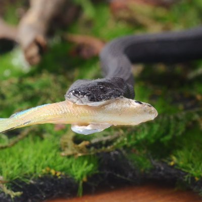 TotoOkinawa's profile picture. 主にフルスクラッチで生物模型を作っています。
お仕事のご依頼はDMでよろしくお願いします。