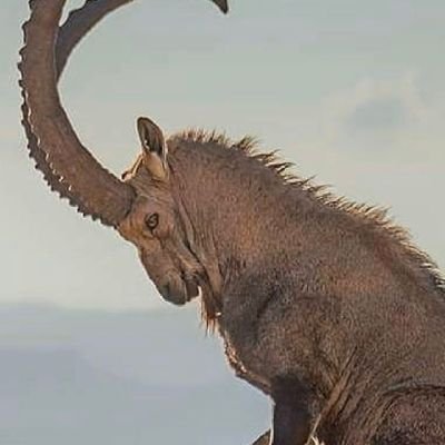 TnafMs's profile picture. 