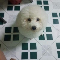 Huỳnh Minh Thành (@hunhminhthnh9) 's Twitter Profile