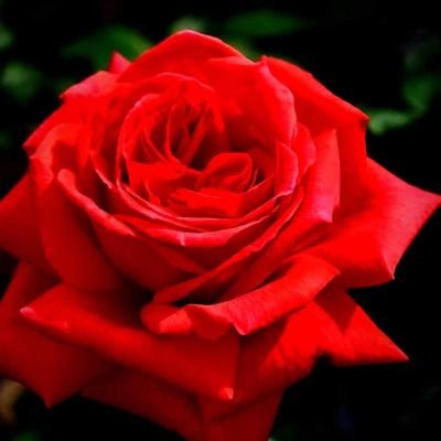 ViorelM62444107's profile picture. Recepționer