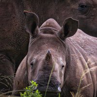 THULA SOUTH AFRICAN CONSERVATION FUND (@thulathulafund) 's Twitter Profile Photo THULA SOUTH AFRICAN CONSERVATION FUND (@thulathulafund) 's Twitter Profile Photo