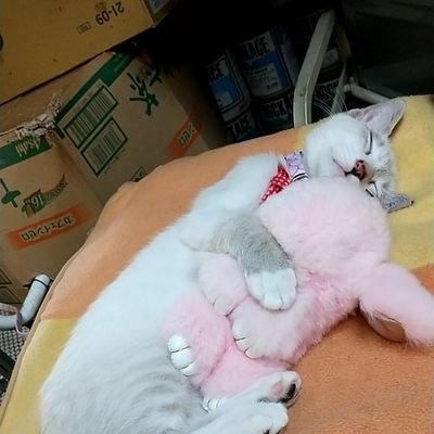 我が家の保護猫シャムMIXのメルちゃんの元気でかわいい毎日をまったりのんびりtweetして行きます🐱フォロー&いいね❤️ありがとうです❣️無言フォロー&いいね❤ごめんなさい😭猫好きさんと繋がりたいです🎶