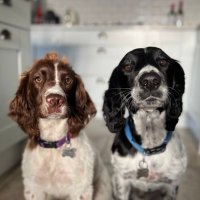 Basil 🌿 ‘Batman’ & Maggie Moo🐮Mar(@SpanielsofKC) 's Twitter Profile Photo