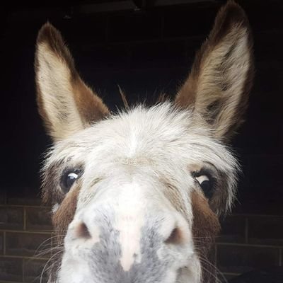 Est in 2017. 5 star licence holder offering educational talks, donkey assisted activities, care home, school and dementia centre visits.