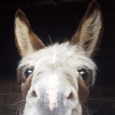 DonkeyHire's profile picture. Est in 2017. 5 star licence holder offering educational talks, donkey assisted activities, care home, school and dementia centre visits.