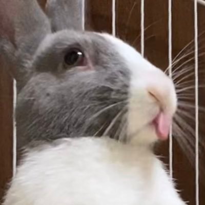 ウサギ ダッチカラー♂ わらび22年6月28日生まれ 9月3日にお迎え。2016年1月27日ミュウ、2020年11月11日みかんはお月様組になりました。人と動物の為の健康・美容のお店をやってます。わらびはお店の三代目副店長(仮)です。よろしくお願いします。