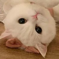 call me mami ♡̷̷̷₊⋆。࿔* #เขมจิราต้องรอด (@leealize_nt) 's Twitter Profile