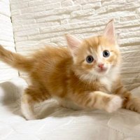 ノルウェーの森の猫@S&P500:NASDAQ100=7:3 黄金比率 (@longbluster) 's Twitter Profile
