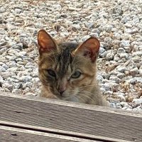 die (@a_naturaldeath) 's Twitter Profile