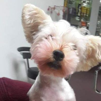 Only will understand who loves this cutes creatures, enjoy our trip.
https://t.co/3MUTTXLYR4