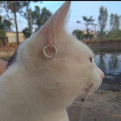 AndrianErlang's profile picture. 