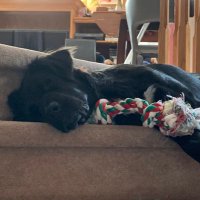 FuzzySocksSDB (@fuzzysdb) 's Twitter Profile