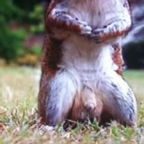 Im the much loved well endowed squirrel from great british bake off. flease follow me and give me the fame i deserve!