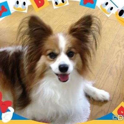 marikoreokun's profile picture. 