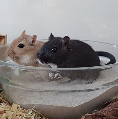 Hello, we are Chi Maus 🐁♀️ and Oki Maus 🐀♀️. We're two shy Mongolian gerbils. We love digging and sleeping in our burrows. 
More active on Instagram nowadays.