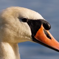 David Eccles π·ππ¦π
βοΈ (@birdstrike53) 's Twitter Profile Photo David Eccles π·ππ¦π
βοΈ (@birdstrike53) 's Twitter Profile Photo