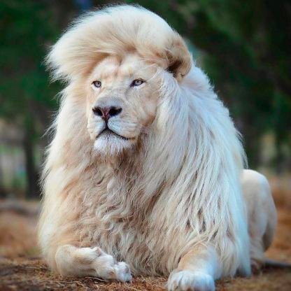 originalpapaji's profile picture. 